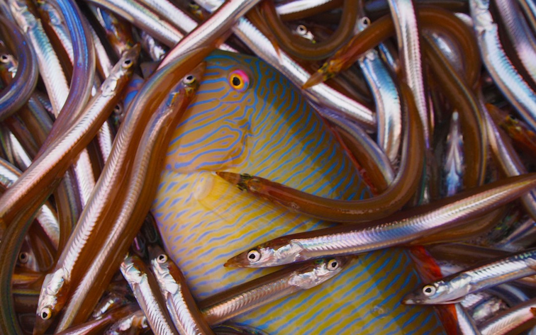 A rainbow wrasse caught as bycatch in the Mediterranean. photo credit N. Rodriguez