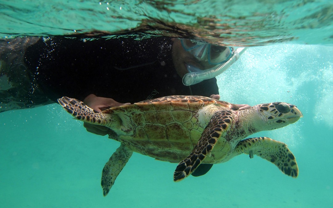 Amdeep Sanghera turtle tagging in the Turks and Caicos Islands