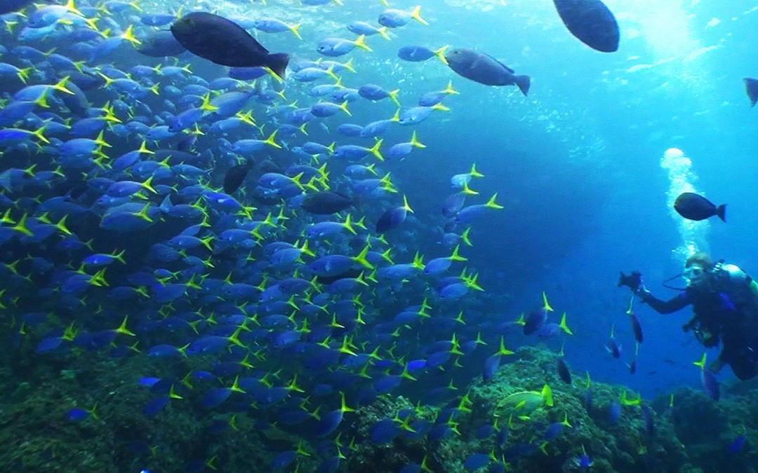 Cunningham photographing a school of fusiliers in West Papua.