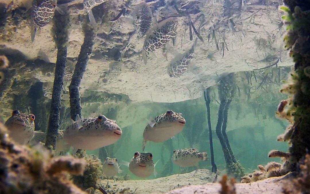Pufferfish in a mangrove in the Turks and Caicos. photo credit W. Matweyew