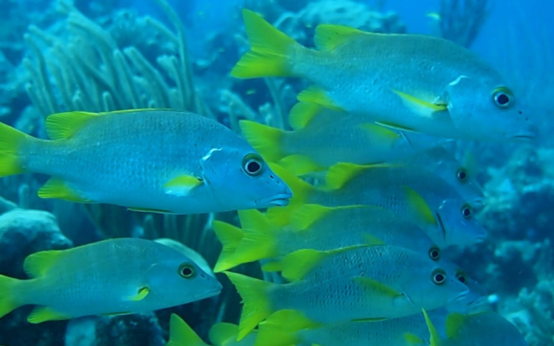 Schoolmaster fish in the Turks and Caicos.