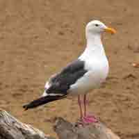 seagull_200_OP